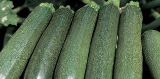 Описание сортов кабачка цуккини, их выращивание, посадка и уход